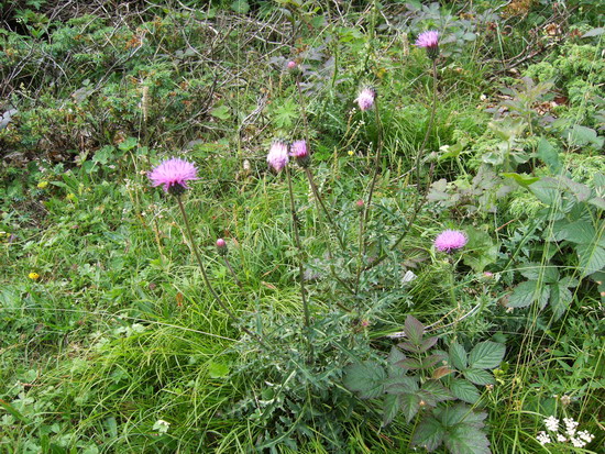 Carduus defloratus